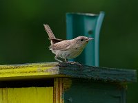 House Wren